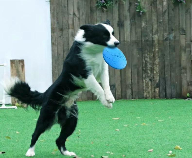 Frisbee Silicone pour Chien