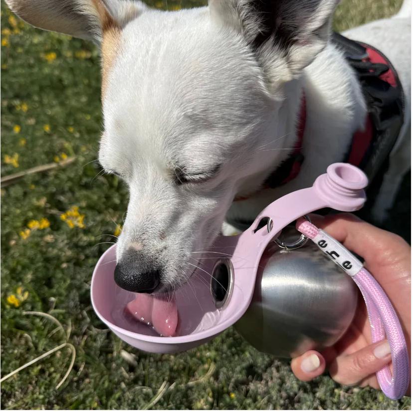 Bouteille d'eau pour chiens avec bol en silicone – Anti-fuite 285 ml, Acier inoxydable