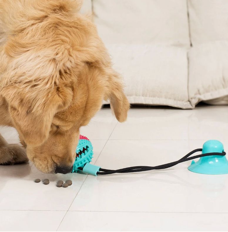 Jouet Brosse à Dents pour Chien avec Ventouse & Distributeur de Friandises