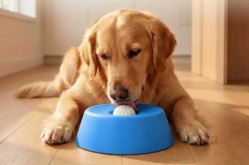 Bol pour Chien Anti-Étouffement