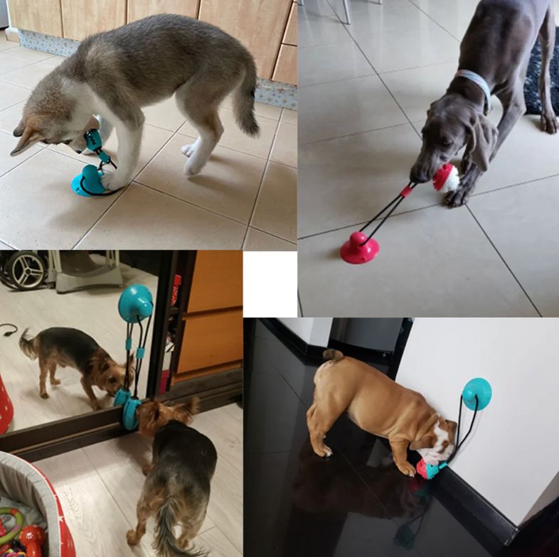 Jouet Brosse à Dents pour Chien avec Ventouse & Distributeur de Friandises